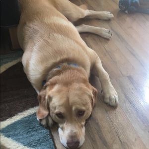 Meet your Posher, Maggie